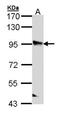 PPFIA Binding Protein 2 antibody, NBP1-33421, Novus Biologicals, Western Blot image 