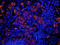 CD45RB antibody, orb248523, Biorbyt, Immunofluorescence image 