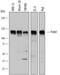Pumilio RNA Binding Family Member 1 antibody, AF7628, R&D Systems, Western Blot image 