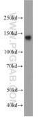Jouberin antibody, 22045-1-AP, Proteintech Group, Western Blot image 