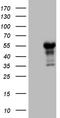 LIM Homeobox 4 antibody, TA809561, Origene, Western Blot image 