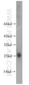 High Mobility Group Box 4 antibody, 12787-1-AP, Proteintech Group, Western Blot image 