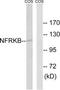 Nuclear factor related to kappa-B-binding protein antibody, TA314257, Origene, Western Blot image 