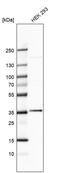 Sfrs2 antibody, PA5-62086, Invitrogen Antibodies, Western Blot image 