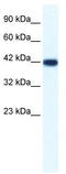 Integrin Binding Sialoprotein antibody, TA341700, Origene, Western Blot image 