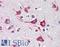 Calreticulin antibody, LS-B3411, Lifespan Biosciences, Immunohistochemistry frozen image 