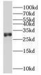 Myeloid leukemia factor 1 antibody, FNab05210, FineTest, Western Blot image 