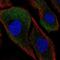 Calpain Small Subunit 2 antibody, NBP2-68754, Novus Biologicals, Immunofluorescence image 