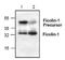 Ficolin 1 antibody, TA318982, Origene, Western Blot image 