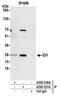 Isopentenyl-diphosphate Delta-isomerase 1 antibody, A305-537A, Bethyl Labs, Immunoprecipitation image 