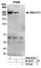 DnaJ homolog subfamily C member 13 antibody, A304-872A, Bethyl Labs, Immunoprecipitation image 