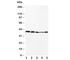 C-C Motif Chemokine Receptor 10 antibody, R30564, NSJ Bioreagents, Western Blot image 