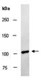 Caspase recruitment domain-containing protein 11 antibody, orb67172, Biorbyt, Western Blot image 