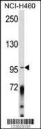 A-Kinase Anchoring Protein 3 antibody, 63-498, ProSci, Western Blot image 
