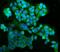 G-Rich RNA Sequence Binding Factor 1 antibody, A07576-2, Boster Biological Technology, Immunofluorescence image 