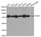 FKBP Prolyl Isomerase 4 antibody, abx004314, Abbexa, Western Blot image 