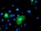 GABA Type A Receptor Associated Protein Like 1 antibody, orb377304, Biorbyt, Immunocytochemistry image 