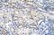 Polyadenylate-binding protein-interacting protein 1 antibody, A07792-1, Boster Biological Technology, Immunohistochemistry paraffin image 