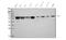 U2 Small Nuclear RNA Auxiliary Factor 2 antibody, M03639-1, Boster Biological Technology, Western Blot image 