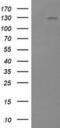 Phosphatidylinositol-4,5-Bisphosphate 3-Kinase Catalytic Subunit Gamma antibody, MA5-26087, Invitrogen Antibodies, Western Blot image 