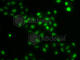 HIRA Interacting Protein 3 antibody, A7014, ABclonal Technology, Immunofluorescence image 