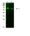 E2F-1 antibody, STJ98836, St John