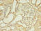 Leukemia-associated protein 1 antibody, LS-C375579, Lifespan Biosciences, Immunohistochemistry paraffin image 