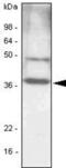 CCAAT Enhancer Binding Protein Beta antibody, NBP1-04266, Novus Biologicals, Western Blot image 
