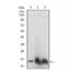 Histone Cluster 3 H3 antibody, NBP2-52482, Novus Biologicals, Western Blot image 