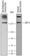 LDL Receptor Related Protein 4 antibody, MAB5948, R&D Systems, Western Blot image 