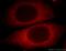 UBX Domain Protein 4 antibody, 21052-1-AP, Proteintech Group, Immunofluorescence image 