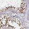 RBMX Like 2 antibody, NBP1-92000, Novus Biologicals, Immunohistochemistry frozen image 