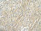 Ribosomal Protein S29 antibody, ARP40329_T100, Aviva Systems Biology, Immunohistochemistry paraffin image 