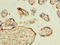 Max-like protein X antibody, orb355635, Biorbyt, Immunohistochemistry paraffin image 