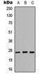 Kallikrein Related Peptidase 6 antibody, orb256648, Biorbyt, Western Blot image 
