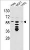 FKBP Prolyl Isomerase 4 antibody, LS-C100578, Lifespan Biosciences, Western Blot image 