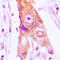 Mitochondrial Ribosomal Protein L46 antibody, LS-C353393, Lifespan Biosciences, Immunohistochemistry frozen image 