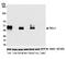 PD-L1 antibody, A700-020, Bethyl Labs, Western Blot image 