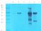 Protein Wnt-5a antibody, orb395793, Biorbyt, Western Blot image 