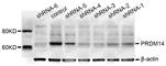 PR/SET Domain 14 antibody, A5543, ABclonal Technology, Western Blot image 