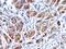 Caldesmon 1 antibody, orb388801, Biorbyt, Immunohistochemistry paraffin image 