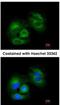 NAD-dependent deacetylase sirtuin-3, mitochondrial antibody, NBP1-31029, Novus Biologicals, Immunocytochemistry image 
