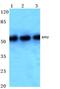 CREB2 antibody, AP06022PU-N, Origene, Western Blot image 