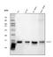 Fatty Acid Binding Protein 4 antibody, M01528-2, Boster Biological Technology, Western Blot image 