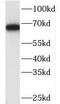 Nuclear Receptor Subfamily 2 Group C Member 2 antibody, FNab08492, FineTest, Western Blot image 