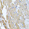 Malcavernin antibody, A01908, Boster Biological Technology, Immunohistochemistry frozen image 