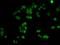 H1F1 antibody, orb416559, Biorbyt, Immunofluorescence image 