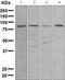 MutL Homolog 1 antibody, TA307734, Origene, Western Blot image 