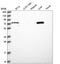 Leucine Carboxyl Methyltransferase 2 antibody, HPA048176, Atlas Antibodies, Western Blot image 