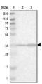 Spermatogenesis And Centriole Associated 1 Like antibody, NBP1-90939, Novus Biologicals, Immunohistochemistry frozen image 